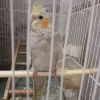 عروس هلندی نر با قفس