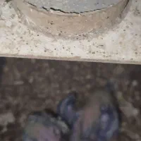 عروس مولد با تخم و جوجه همه نژاد|پرنده|خرمدره, |دیوار