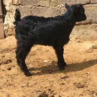 بزغاله ماده محلی پر شیر