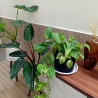 گل آپارتمانی گیاه فیلندرون با گلدان سرامیکی|گل و گیاه طبیعی|قدس, شهرقدس|دیوار