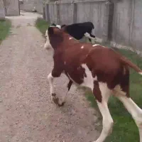 گوساله سیمینتال نر قرمز گاو