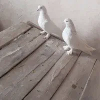 کبوتر پور