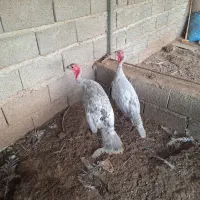 بوقلمون اسلیت