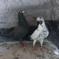 کبوتر پرشی