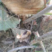 خرید انواع درخت وچوب و هرس|خدمات باغبانی و درختکاری|گلپایگان, |دیوار