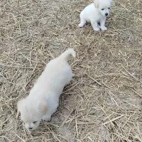 پاکوتا شیتزو