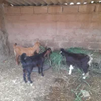 سه عدد بیگ‌