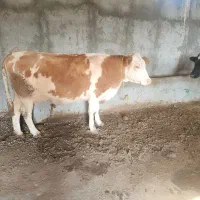 گاو وگوساله|حیوانات مزرعه|مراغه, |دیوار