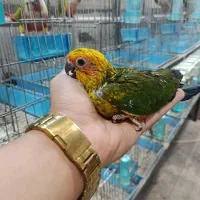 فروش خورشیدی سرلاکی