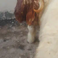 بره قوچ اصل بختیاری