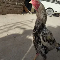 خروس اصیل