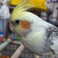 عروس هلندی نر سخنگو کاملا دستی به همراه قفس