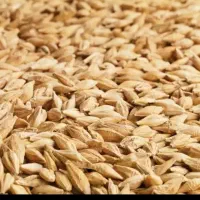 خرید جو گندم سیاه دانه گاودانه تخم کتان ذرت دامی