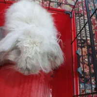 لوپ مینیاتوری زرنگ|موش و خرگوش|تهران, شهرک غرب|دیوار