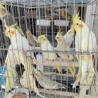 عروس هلندی مولدباتخم جوجه سرلاکی سخنگو