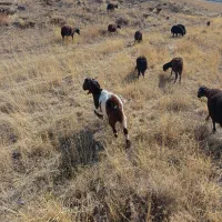 یک راس بز ماده|حیوانات مزرعه|ترکمانچای, |دیوار