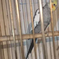 یک جفت عروس هلندی|پرنده|تاکستان, |دیوار