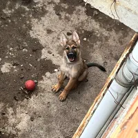 ژرمن شپرد‌ ۷ ماهه