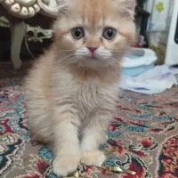 بچه گربه  اسکاتیش|گربه|لنگرود, |دیوار