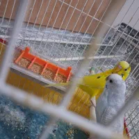 مرغ عشق