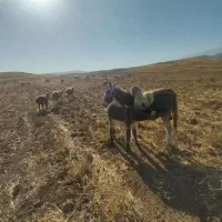 الاغ ماده با کره ماده|حیوانات مزرعه|کوهدشت, |دیوار