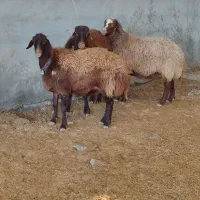 میش.بز.بازغاله.بره|حیوانات مزرعه|نجفآباد, کهریزسنگ|دیوار