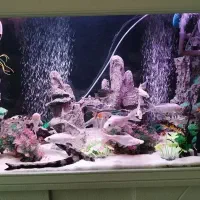 فروش فوریآکواریوم دلسا 1000Kمجهز مجهز فروش فوری