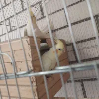 عروس هلندی جفت عاشق جوجه