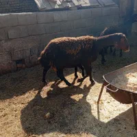 دوراس میش و بره غرل افشار|حیوانات مزرعه|بروجرد, |دیوار