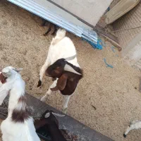 بز نر