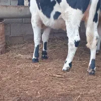 کوساله دورک