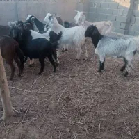 ۴ عدد بزغاله ماده