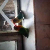 طوطی برزیلی نر و ماده