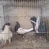 کفتر کبوتر|پرنده|مشهد, شهید علی محمدی|دیوار