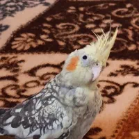 عروس هلندی|پرنده|لاهیجان, گلستان|دیوار