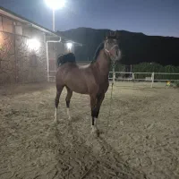 مادیون ابستن