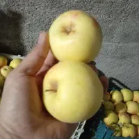 سیب درختی درجه یک زرد و قرمز