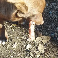 سگ خانگی|سگ|مریوان, |دیوار