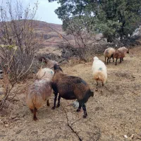 10عدد گوسفند داشتی|حیوانات مزرعه|کوهدشت, |دیوار