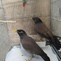 یه جفت مرغ مینا