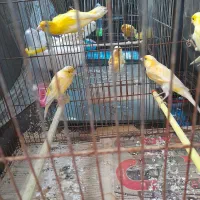 تعدادی قناری پرتقالی و لیمویی|پرنده|رشت, دیانتی|دیوار