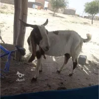 فروش بُز آبستن اووس