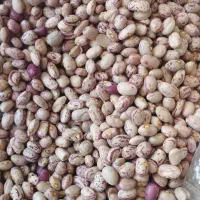 نخود ولوبیا چیتی گرد و عدس محلی درجه یک و عالی|عمدهفروشی|الیگودرز, |دیوار