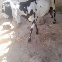 بز اصل پنجاپ آبستن ۳ ماه|حیوانات مزرعه|ایرانشهر, |دیوار