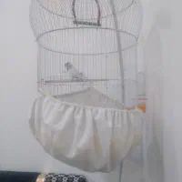 مرغ عشق