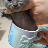 بهترین گربه های شیراز نژاد اسکاتیش( اصیل)|گربه|شیراز, شهرک گلستان|دیوار