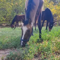 کره نریان دره شوری