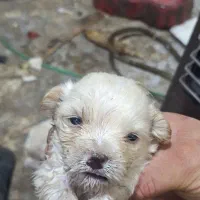 پیکینیز .۲۰.ر.و.زه