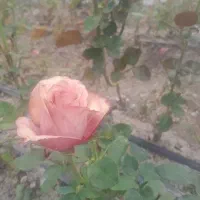 رز هلندی ریشه ای