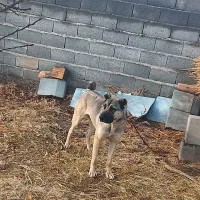 سگ ماده سرابی